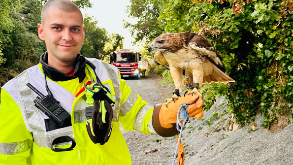 A firefighter holds out his left-gloved hand, with a cream and brown hawk perched on it