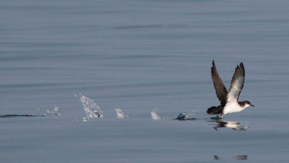 Manx shearwater