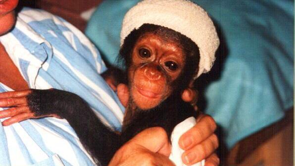 An image of Chocolat when she was an infant being held by a rescuer