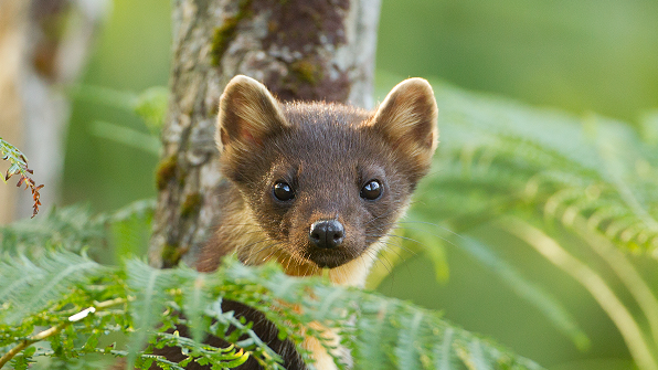 A pine marten staring into the camera in woodland