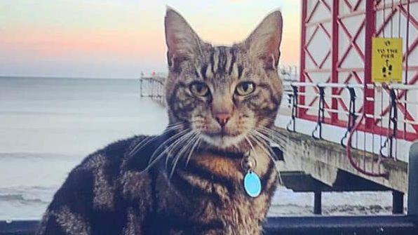 A cat looks at the camera, behind his is a pier and the sea