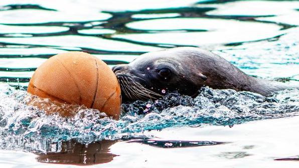 A sea lion uses its nose to push an orange basketball across the surface of water.