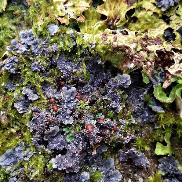 Atlantic felt lichen