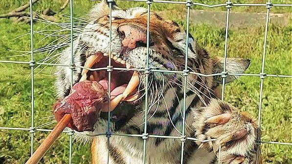 A tiger is enjoying devouring a huge lump of raw meat on a stick, as it is given to her through a fence, in an outside enclosure.