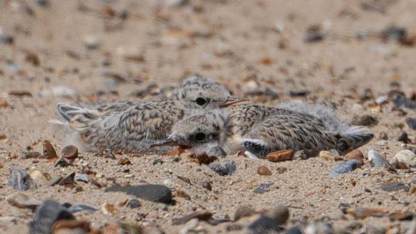 Two tern chicks with grey, brown and white feathers. The chicks are nestled into the sand on the beach.