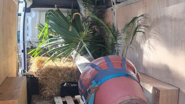 A large palm tree in a pot in the back of a van. It is resting on hay bales and is strapped in to keep it safe.