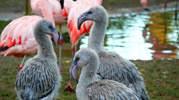 Flamingo chicks with grey and white feathers.