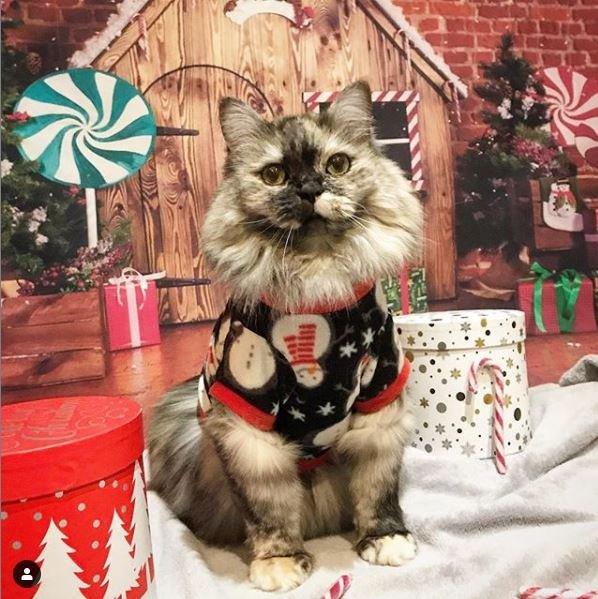 cat-in-christmas-jumper.