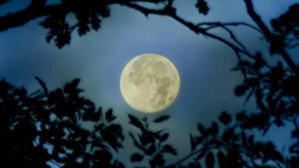 The bright supermoon is visible between tree branches.