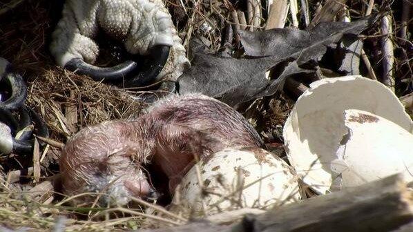 The osprey chick