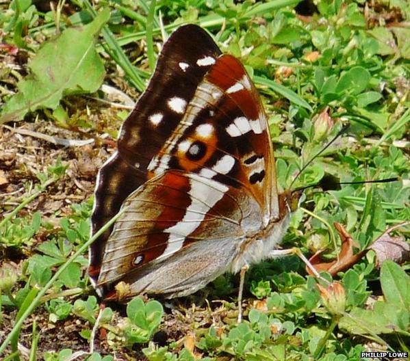 Female Purple Emperor, Whiteley Pastures, Fareham, July 2009. Photo: Phillip Lowe