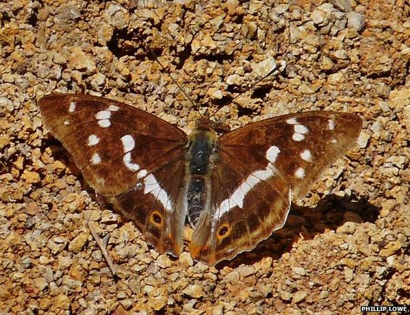 Female Purple Emperor, Whiteley Pastures, Fareham, July 2011. Photo: Phillip Lowe