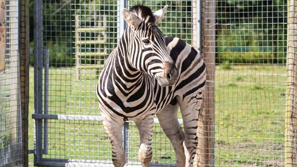 A zebra in a zoo enclosure.