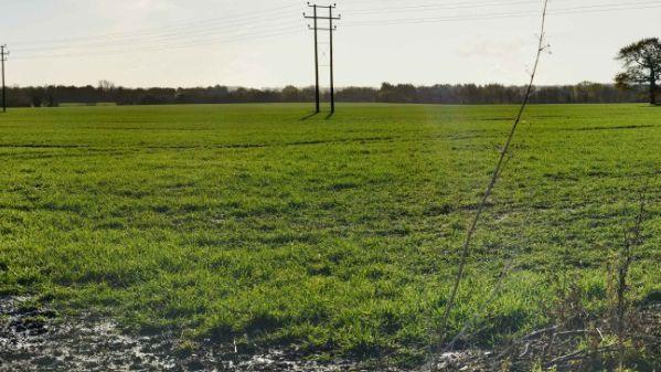 A field with short grass and electric pylons running over it.