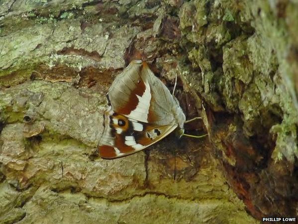 Purple Emperor butterfly eating sap, Knepp Safaris, July 2015. Photo: Phillip Lowe