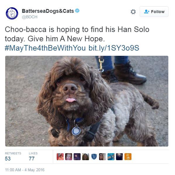 Tweet: Choo-bacca is hoping to find his Han Solo today. Give him A New Hope. #MayThe4thBeWithYou