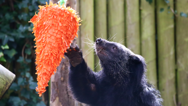 Bearcat putting paw up to carrot pinata.