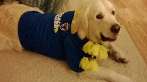 Willoughby the Wimbledon supporting dog