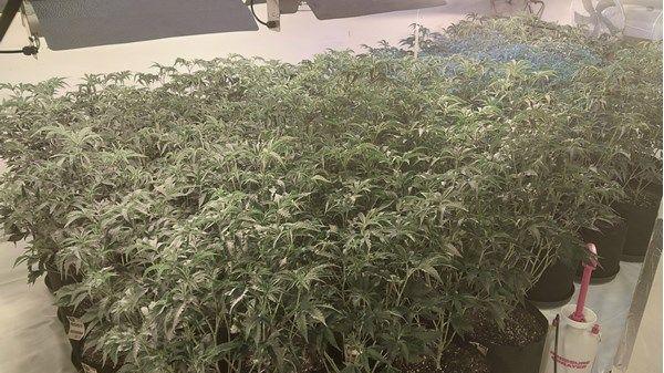 About 60-80 cannabis plants in pots in room with white floors, bright lights and fans.