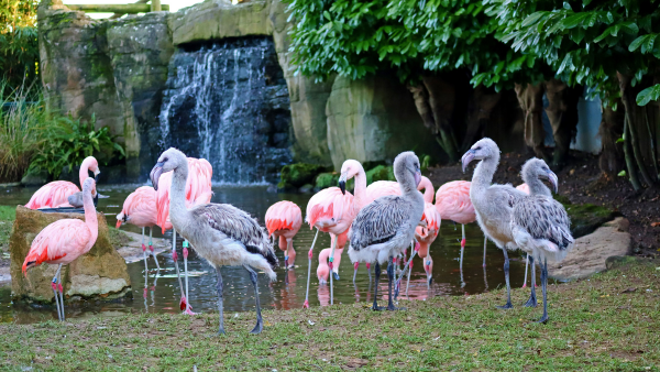 Flamingos standing near or in water at Drusillas Park in Sussex. 