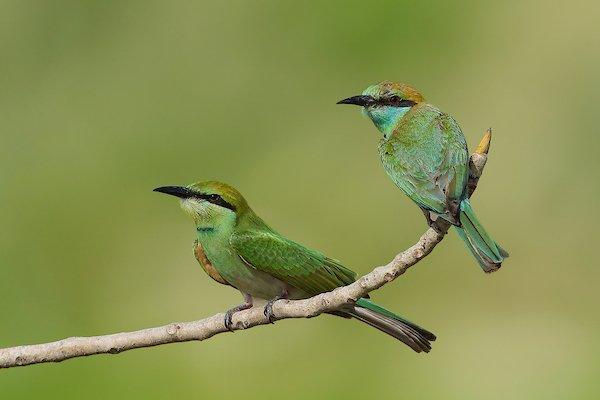 Asian Green Bee-eater.