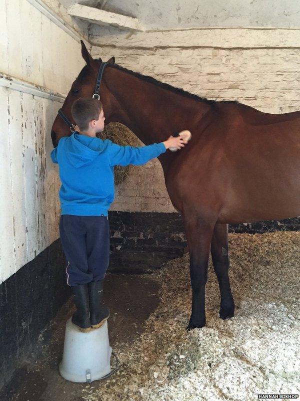 A picture of a horse being groomed by a boy wearing a blue jumper, posted on Twitter by Hannah Bishop, as part of the #blueforBonnie campaign