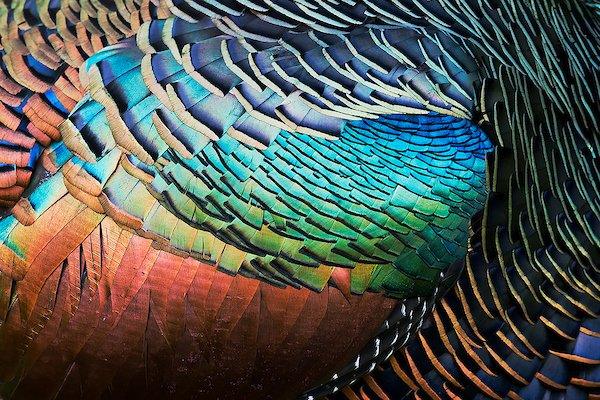 Ocellated Turkey