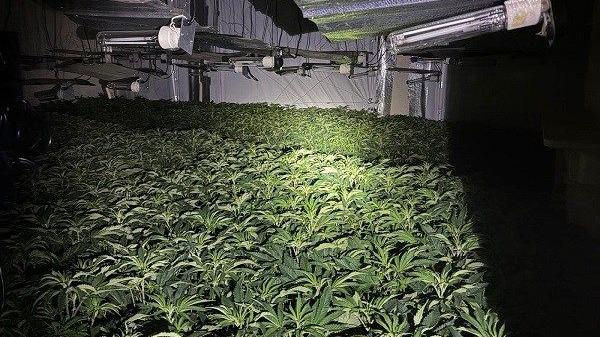 Hundreds of cannabis plants in a room with lights shining on them