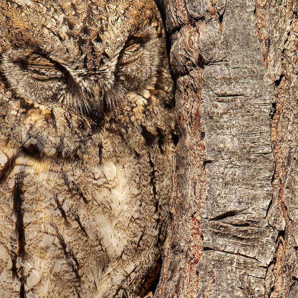 The Eurasian Scops-owl