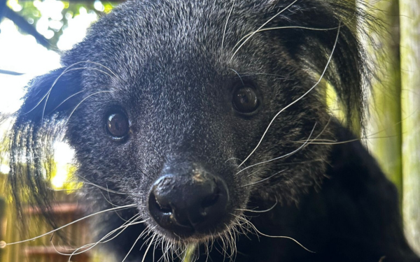 Bearcat close up