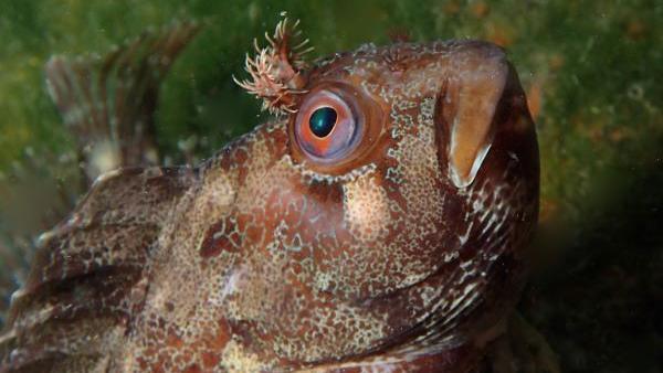 Tompot Blenny a fish under the water