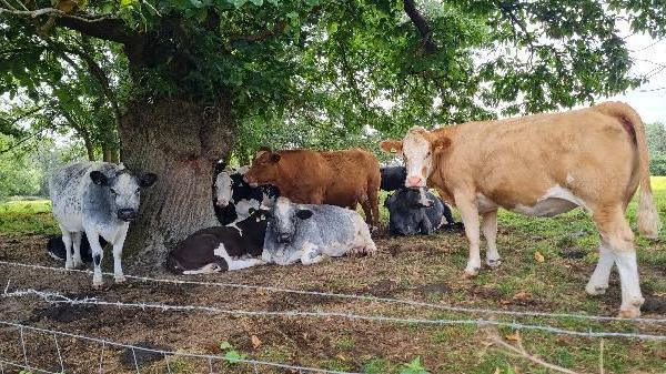 Cows under a tree. 