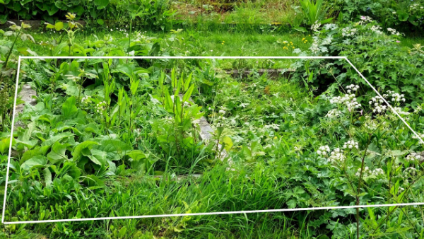 Overgrown grave of Captain Clutterbuck the edges marked out by a white square to show where it is