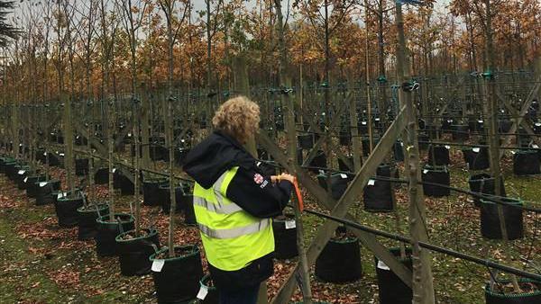 A person with curly blonde hair wearing a high-vis vest attending to a tree.