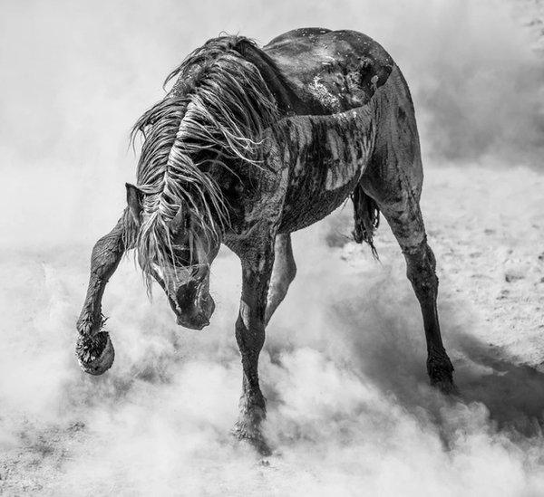 A wild mustang stallion kicks up a dust storm in northwestern Colorado