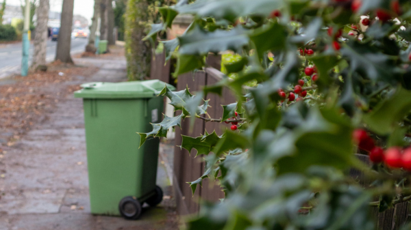 A green wheelie bin sits on the pavement of a tree-lined road.. It has been put on the other side of someone's fence, as branches of holly hang over the fence. There are red berries on the holly.