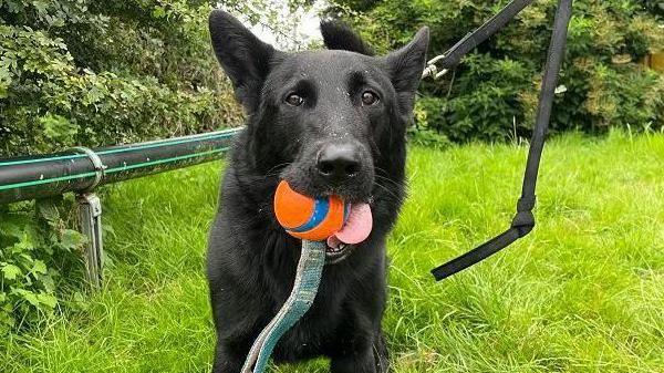 Black dog holding an orange ball in its mouth, stood in grass, with bushes behind