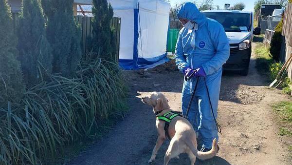 A dog in a high-visibility harness is held by a police officer who is covered head to toe in a blue crime scene suit. In the background is a white forensic tent. The dog is looking towards some greenery to the left of the path they are both standing on. 