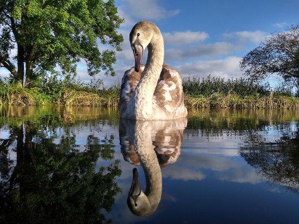 Young Bird Photographer of the Year Award