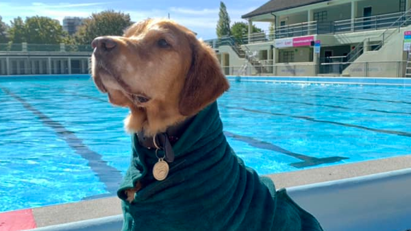 A dog sits beside Peterborough Lido wrapped in a towel.