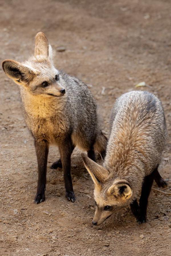 the two foxes sniffing their new home