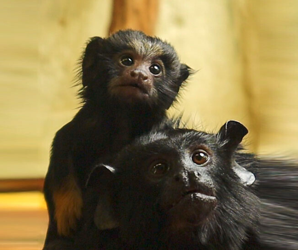 welcomed two critically endangered cotton-top tamarins