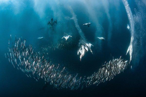 Gannet diving for sardines