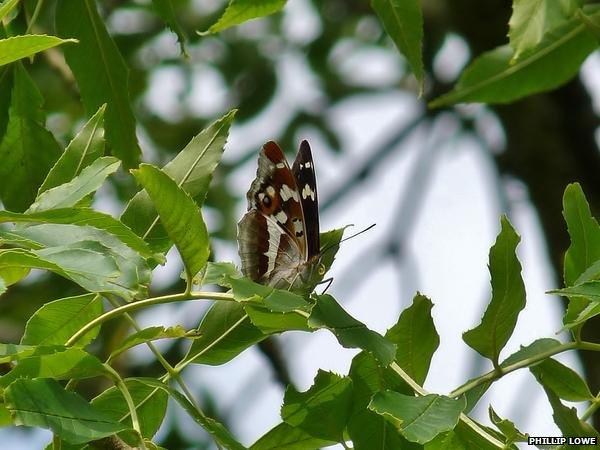 Purple Emperor among branches, Knepp Safaris, July 2015. Photo: Phillip Lowe