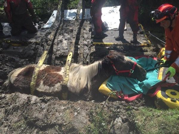 Horse stuck in mud