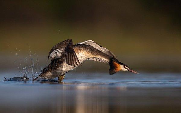 Great Crested Grebe