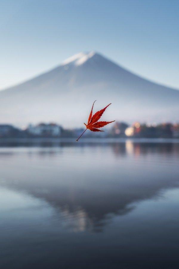 Leaf blowing near to the famous Mount Fuji in Japan.