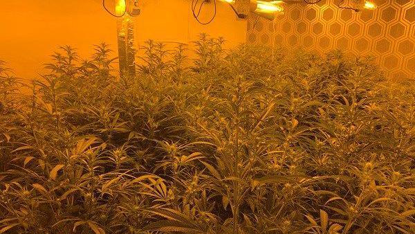 A large room with an orange grow packed full of large cannabis plants.  There are heat lamps on the ceiling.