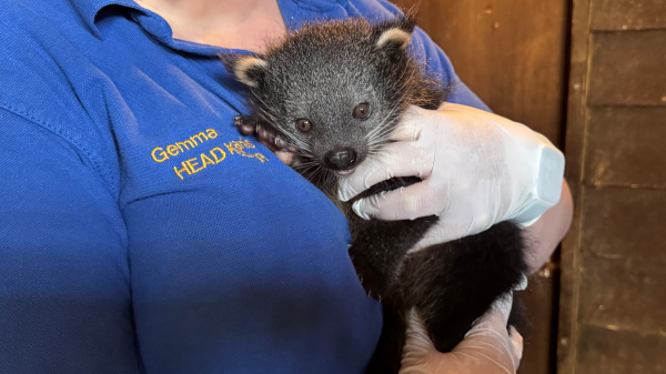 Close up image of baby binturong being held by a keeper wearing gloves