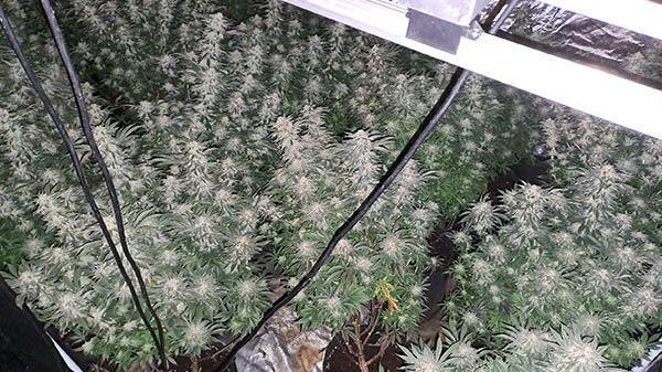 Dozens of cannabis plants in house with wires handing